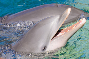 Little dolphin portrait