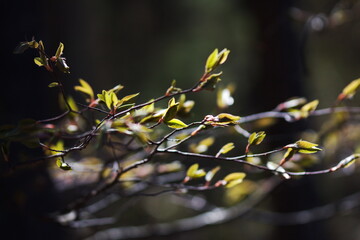 Small spring leaves budding on a tree branch at Bon Echo Provincial Park in Ontario, Canada during the spring season.