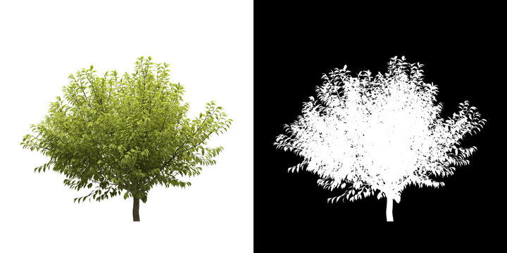Left view of tree (Prunus Padus Aurea) png with alpha channel to cutout made with 3D render