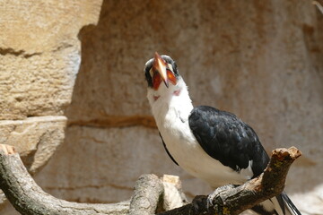 Portrait of a hornbill, an african bird in an avery 