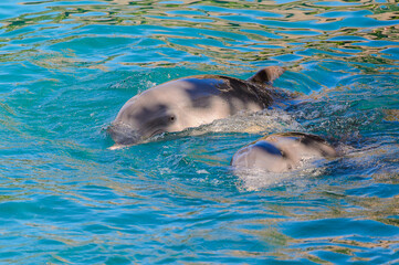 Beautiful dolphin does tricks