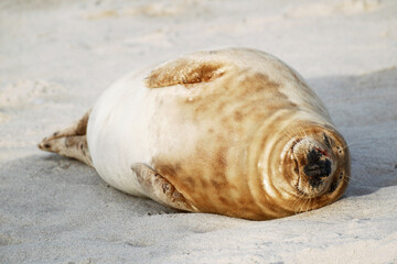 Grey Seal at Island Helgoland in Germany, Europe