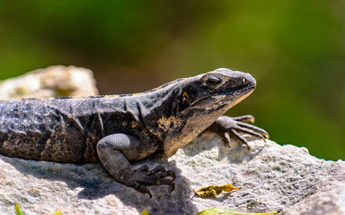 It's Huge hrey lizard on the stone
