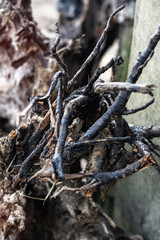 Beautiful decorative background with a wooden ruined driftwood. Unusual image of a stump for design. Stock photo