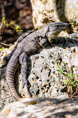 It's Huge hrey lizard on the stone