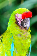It's Green parrot from Latin America