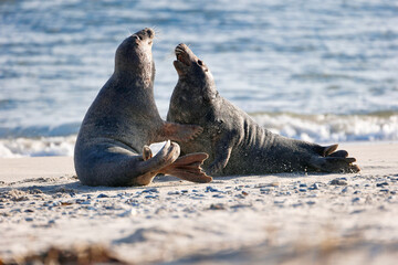 Grey Seal at Island Helgoland in Germany, Europe