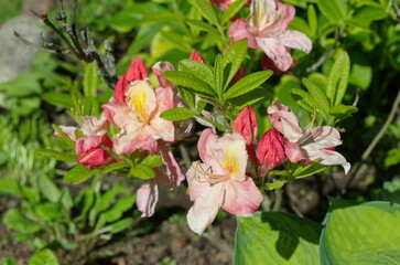 The Japanese rhododendron (lat. Rhododendron japonicum) blooms in the garden