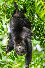 It's Portrait of a howler monkey on the tree in Mexico