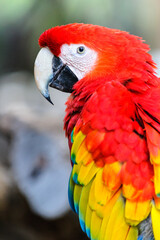 It's Macaw portrait