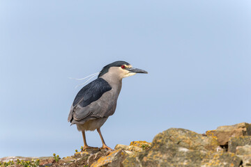 An adult Black crowned Night Heron