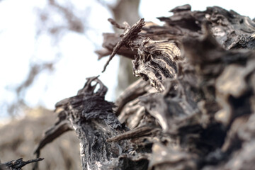 Beautiful decorative background with a wooden ruined driftwood. Unusual image of a stump for design. Stock photo