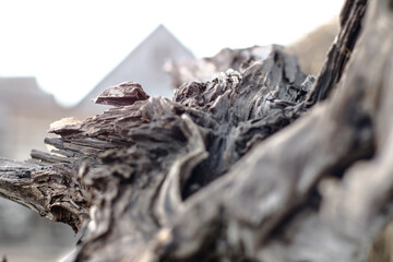 Beautiful decorative background with a wooden ruined driftwood. Unusual image of a stump for design. Stock photo