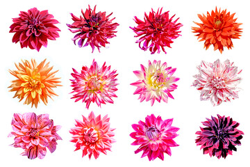 set of dahlia flowers isolated on white background