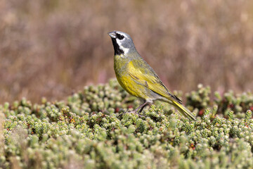An adult male Black throated Finch