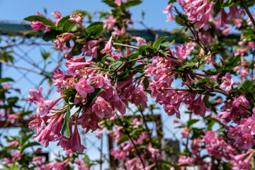 Spring flowering of Weigela shrub with pink flowers against a blue sky.