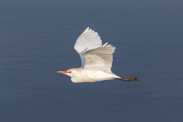 Cattle Egret in flight