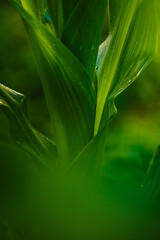 Close-up view of grass in a field of cobs