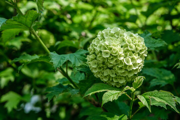 The blossoming flowers of a viburnum bush close-up against a background of green leaves, some are lit by the rays of the sun.