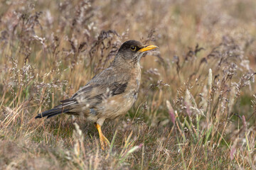 An adult Falkland Thrush