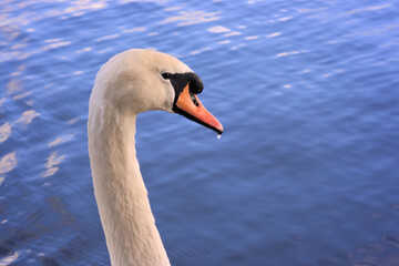 Fototapeta premium swan on the water