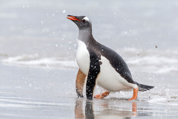 Obraz premium An adult Gentoo Penguin coming ashore