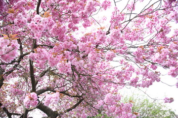 pink cherry blossom in spring