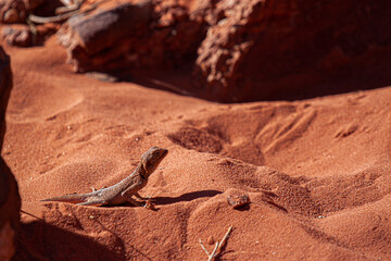 lizard camouflaging on desert sand, Wadi Rum