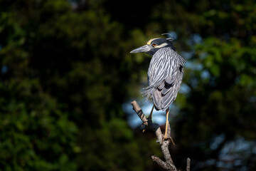 A Yellow-crowned Night Heron perched.