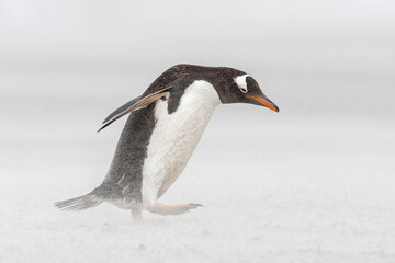 An adult Gentoo Penguin struggling through a sand storm