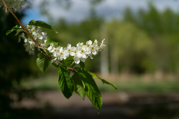 A sprig of a tree with blossoming flowers.