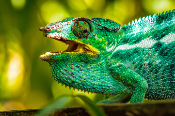 It's Furcifer, a genus of chameleons mostly endemic to Madagascar