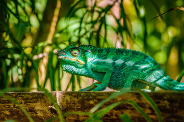 It's Furcifer, a genus of chameleons mostly endemic to Madagascar