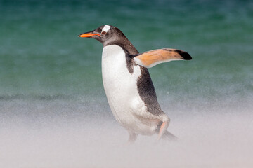 Gentoo Penguin - sunny but stormy
