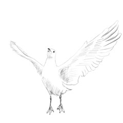 Fototapeta na wymiar Seagull Pencil sketch