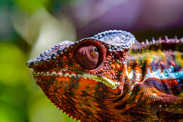 It's Close up of a chameleon of Madagascar © Anton Ivanov Photo