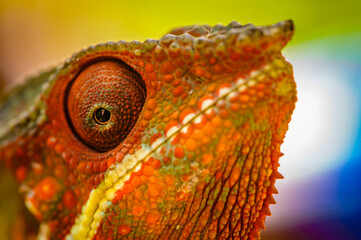 It's Close up of a chameleon of Madagascar