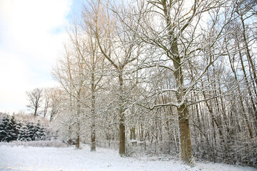 snow covered trees