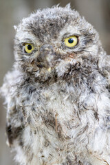 Kopf und Brust frontal eines 3 wöchigen Steinkauzes