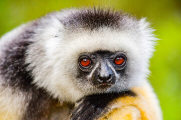 It's Portrait of a beautiful lemur in Madagascar