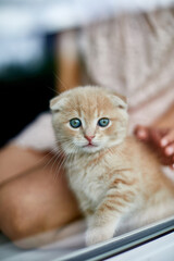 Child girl plays with a British little playful kitten at home windowsil