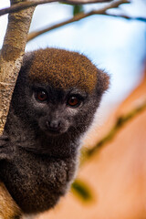 It's Lemur on a tree in Madagascar