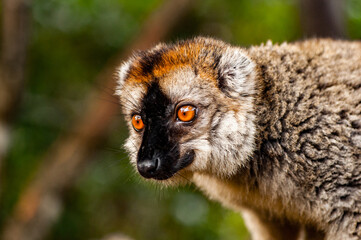 It's Lemur on a tree in Madagascar