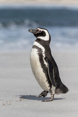 Magellanic Penguin walking on beach
