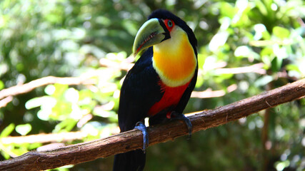 tucan negro cerca colorido