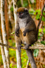 It's Lemur on a tree in Madagascar
