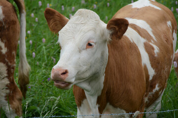 Naklejka na ściany i meble Close-up of a cow