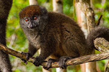 It's Lemur on a tree in Madagascar