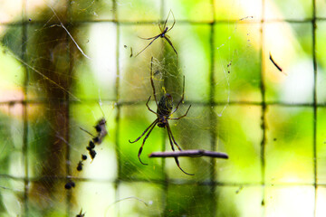 araña gigante de tela dorada 