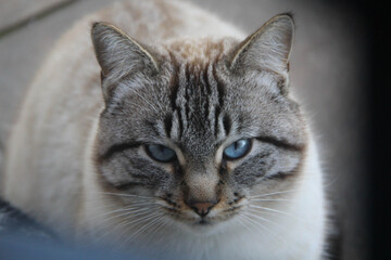 retrato de gato gris ojos azules mirada fija y cabreado